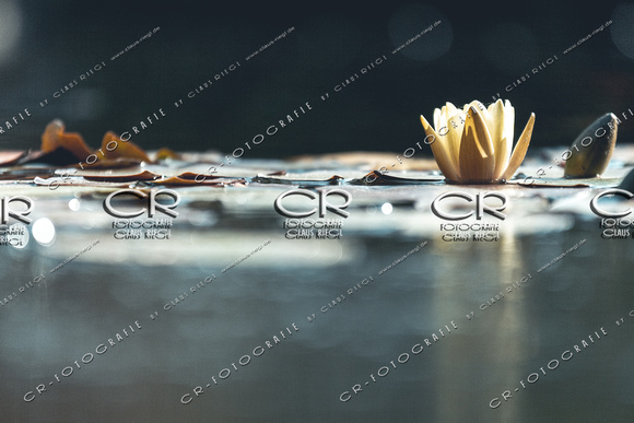 Natur Seerose Wasser-2