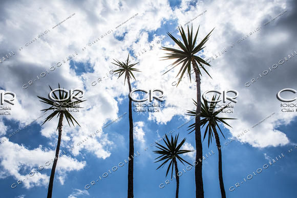 Natur Palmen